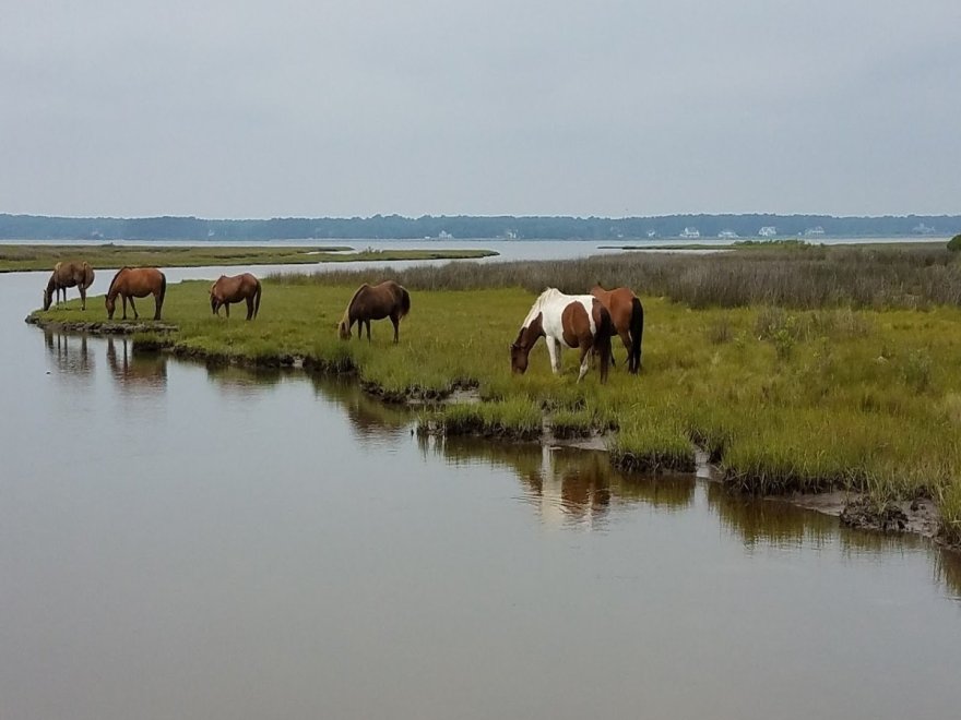 Assateague Island National Seashore