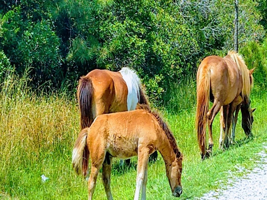 Assateague State Park