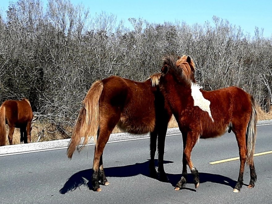 Assateague State Park