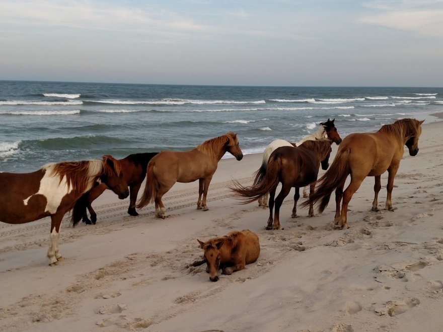 Assateague State Park