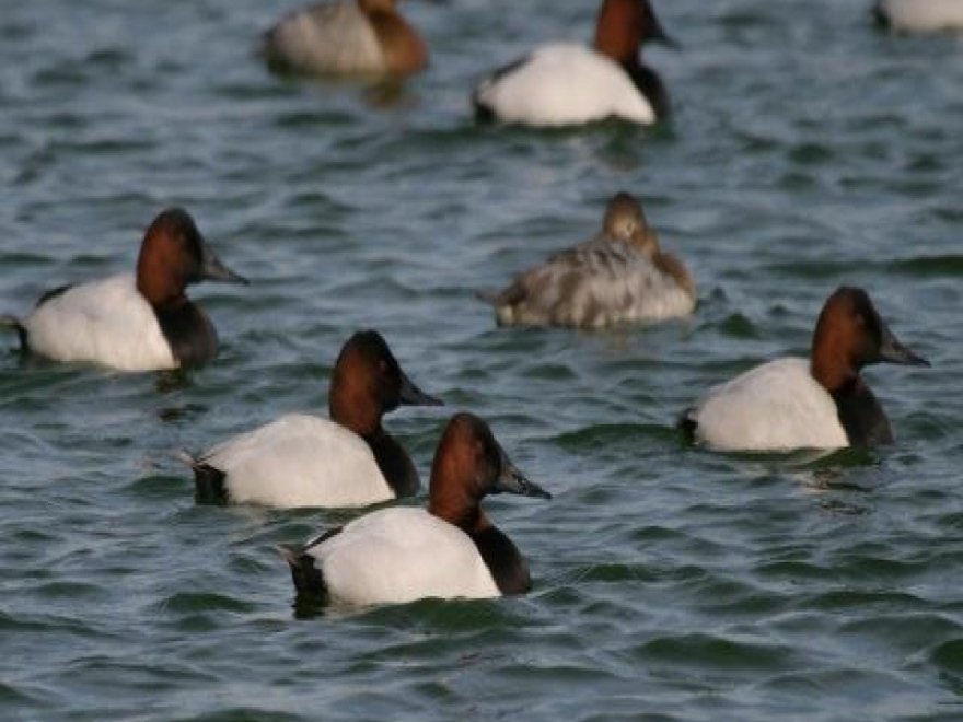 Maryland Coastal Bays Program