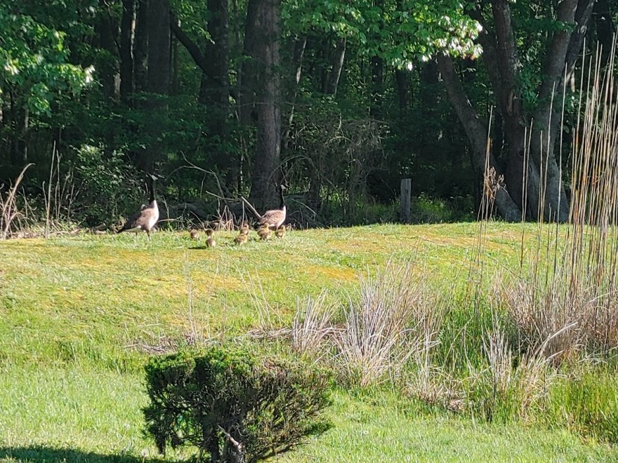 Maryland Coastal Bays Program