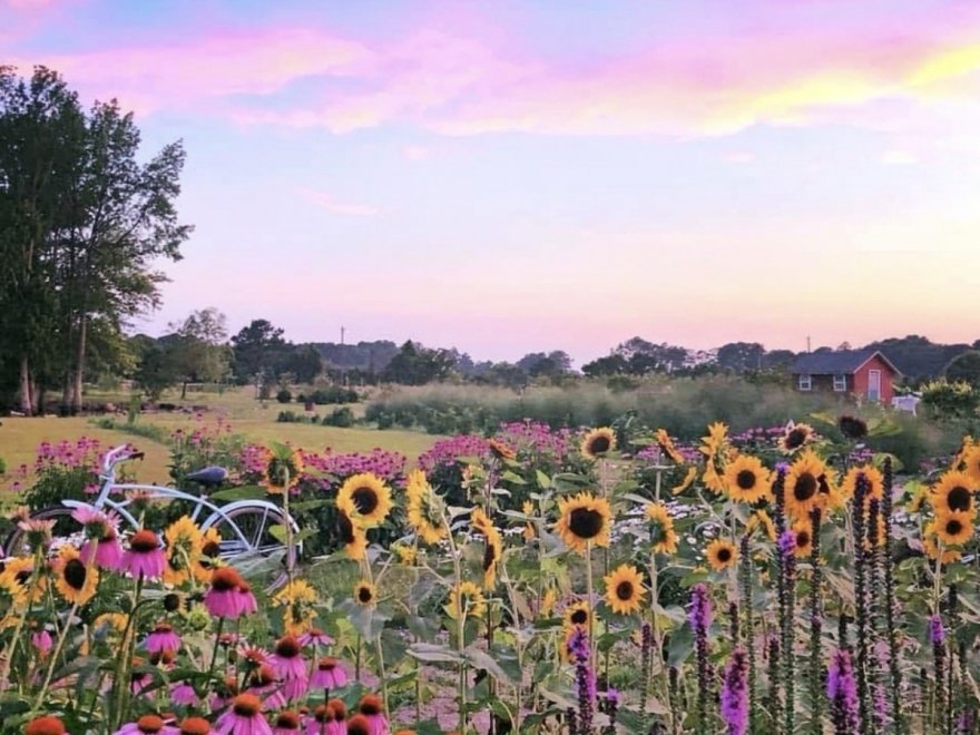 Assateague Farm