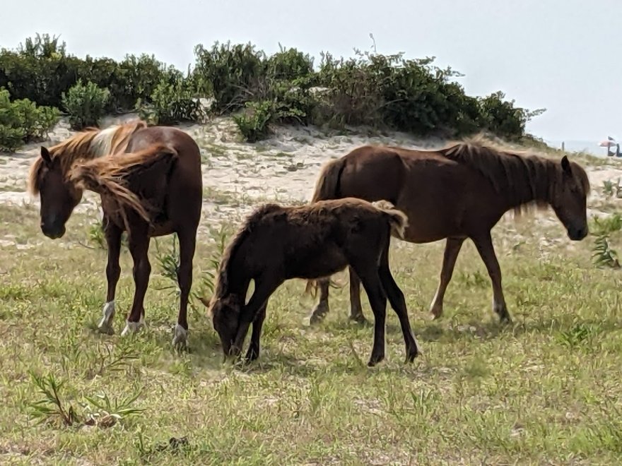 Assateague Island National Seashore - Bayside Drive-in Campground