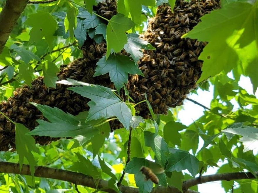 BayBees Honey