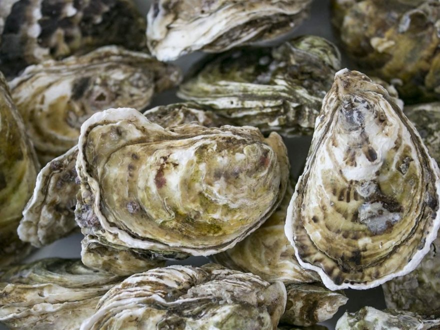 Coastal Maryland Oyster Company